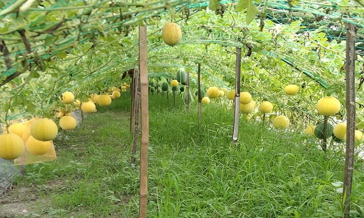 বরুড়ায় হলুদ তরমুজের বাম্পার ফলন : স্বাদে অতুলনীয়