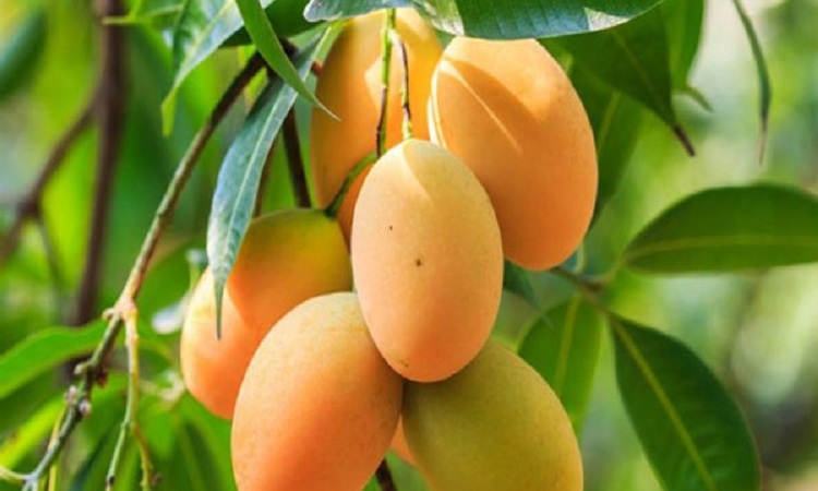 আম খাওয়ার পর যা খাবেন না