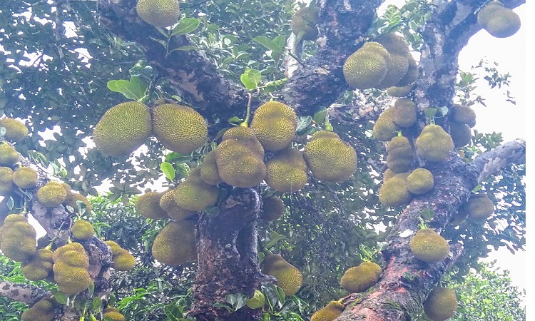 ব্রাহ্মণবাড়িয়ায় কাঁঠালের বাম্পার ফলন  ২৫ কোটি টাকা বিক্রির আশাবাদ