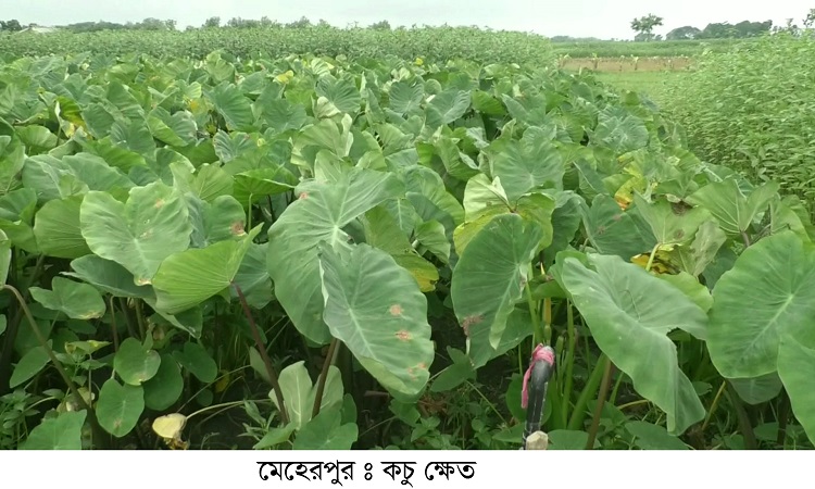 মেহেরপুরে এবার মেহেরচন্ডি মুখি কচুর বাম্পার ফলন