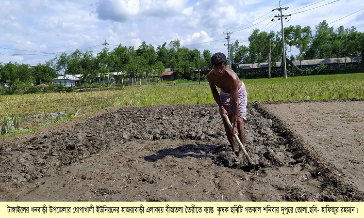ধনবাড়ীর চাষীরা আষাঢ়ে আমন বীজতলা তৈরীতে ব্যস্ত