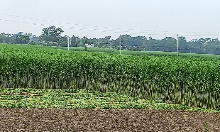 ভেদরগঞ্জে সবুজের বিপ্লব, ভালো ফলন স্বপ্ন বুনছেন পাট চাষীরা