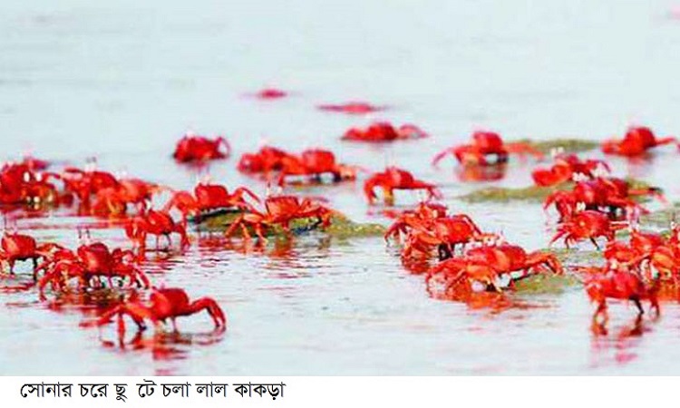সৌন্দর্যে ঘেরা সোনার চর : সাগরের বুকে একটুকরো স্বর্গ