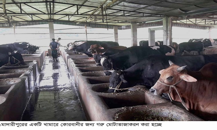 ​মাদারীপুরে কোরবানীর পশু নিয়ে দুশ্চিন্তায় ব্যবসায়ী ও খামারীরা