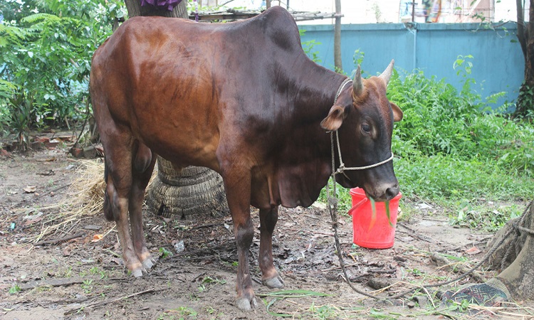 ​ভালো গরু চেনার উপায়