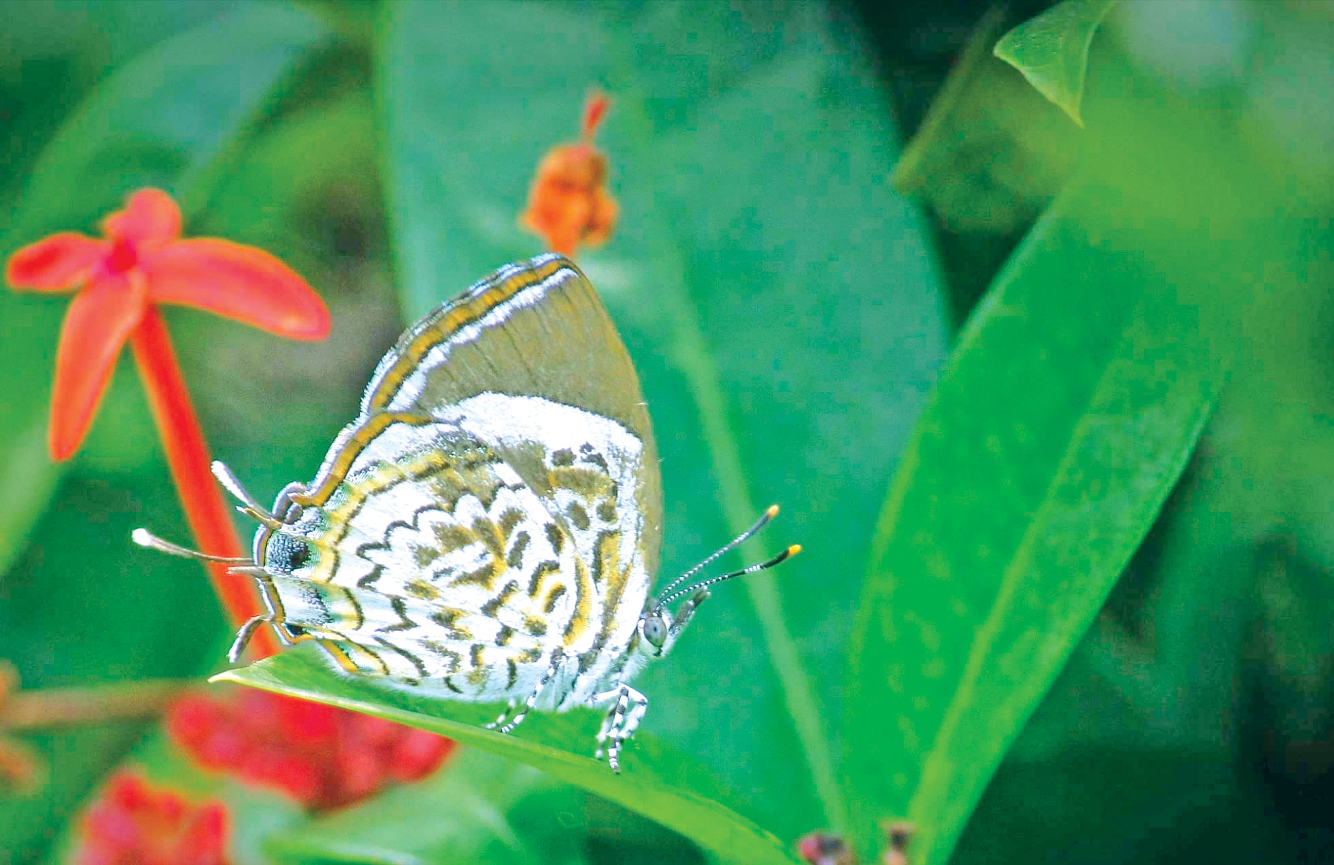 বাংলার চাতুলের হিমালয় জয়