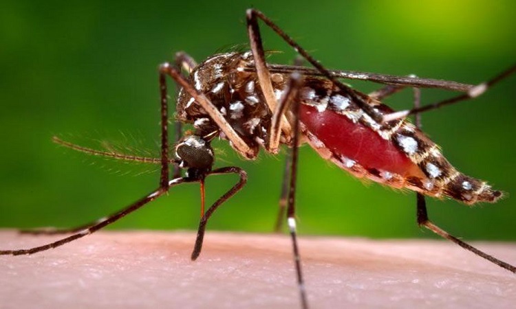 ডেঙ্গু হয়েছে কি না বুঝবেন যেভাবে