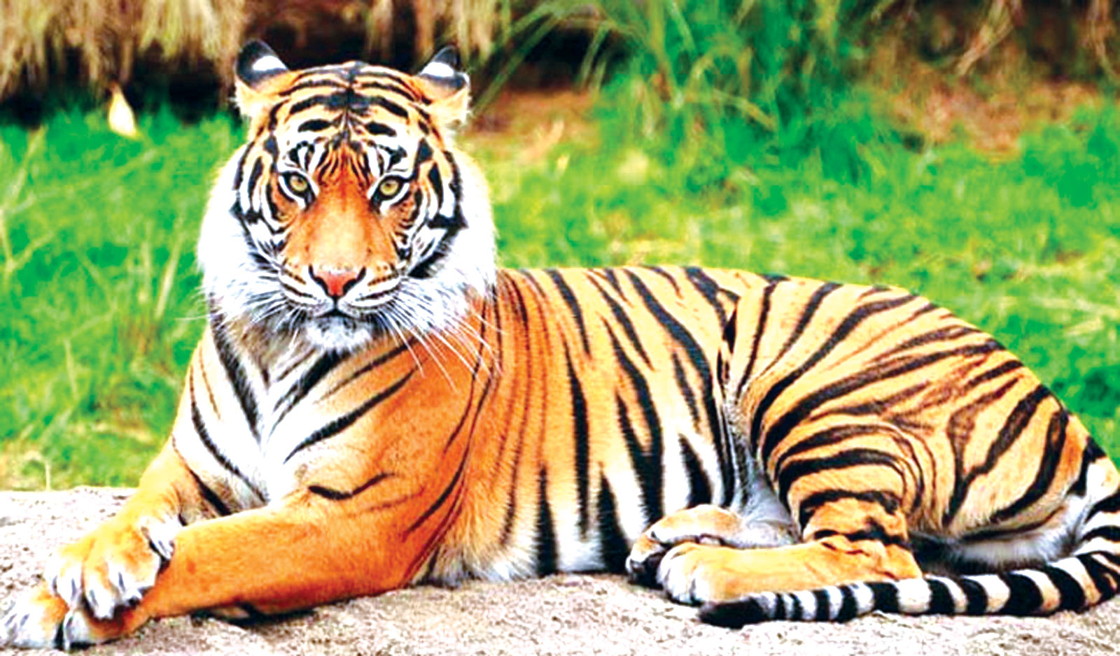 নতুন বিপদে সুন্দরবনের বাঘ