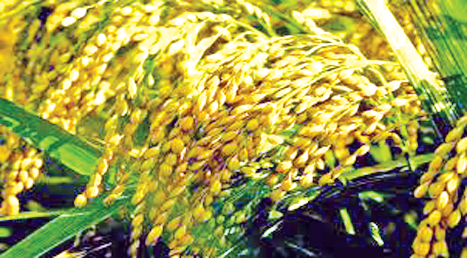 হারিয়ে যাচ্ছে দেশি জাতের ধান