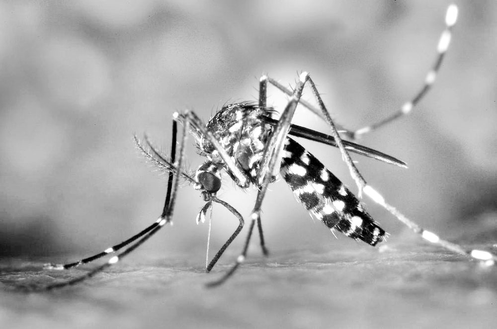 জামালপুর ও ঘোড়াশালে মশক নিধন অভিযান শুরু