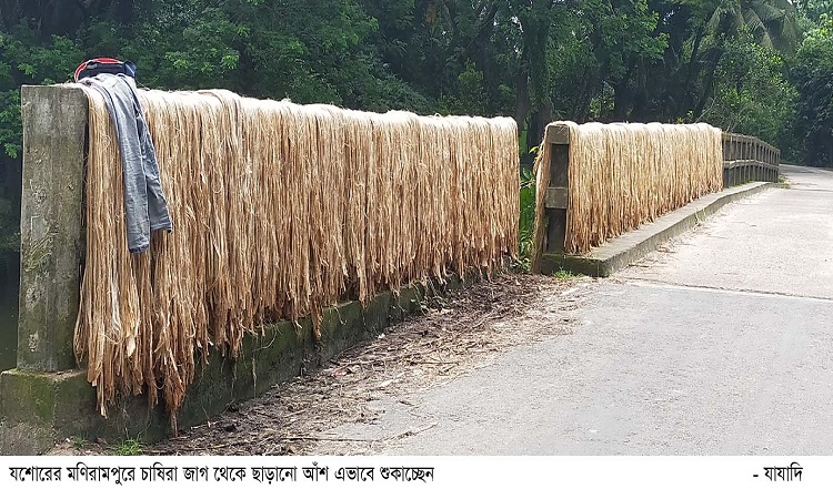 সোনালী আঁশ পাট মণিরামপুর কৃষকের মুখে হাঁসি ফুটিয়েছে