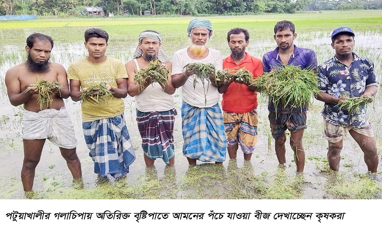 ​  গলাচিপায় অতিরিক্ত বৃষ্টিপাতে আমন ধানের  বীজতলা পঁচে যাওয়ায় কৃষকের কান্না