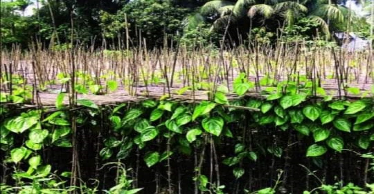 ​ফেনীর সোনাগাজীর ঐতিহ্য পানের বরজ প্রশিক্ষণ ও সহায়তার অভাবে হারিয়ে যাচ্ছে