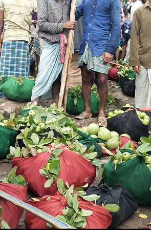 ​  বাম্পার ফলন হলেও মুখে হাঁসি নেই চন্দনাইশের পেয়ারা ( গোঁয়াছি) চাষীর