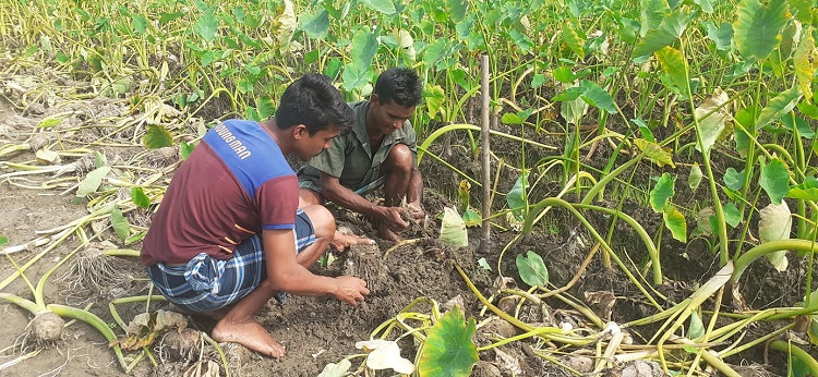 তেঁতুলিয়ায় সজি কচু চাষে লাভবান কৃষক