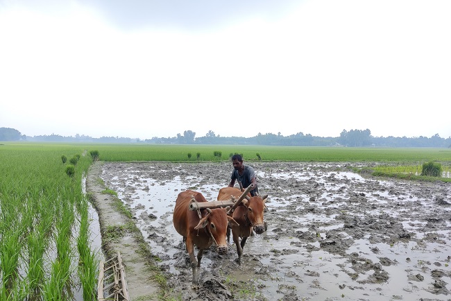 আধুনিকতার ছোঁয়ায় হারিয়ে যাচ্ছে গরুর হাল চাষ