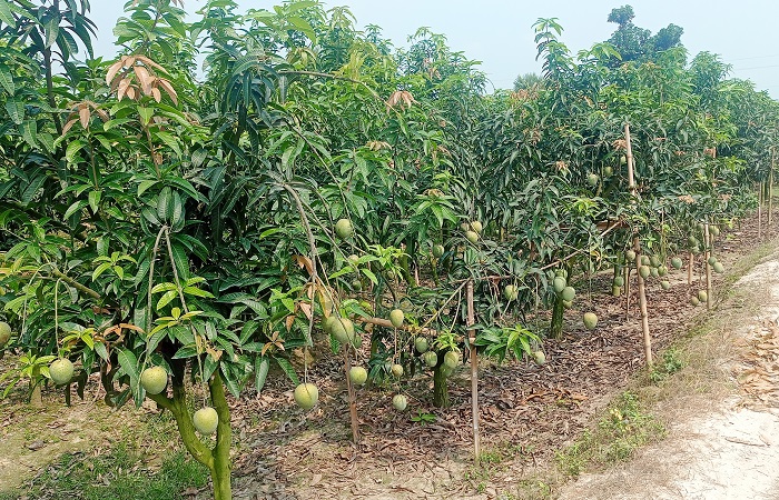 ​পত্নীতলায় লেট ভ্যারাইটি জাতের আম চাষে দেলোয়ারের সফলতায় আগ্রহ বাড়ছে কৃষকদের