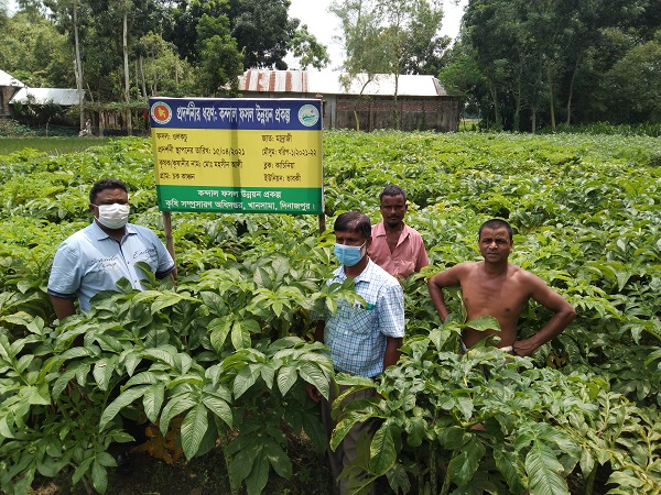 ​  বাণিজ্যিকভাবে ওলকচু চাষে লাভের স্বপ্ন