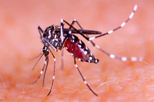 ১২ দিনে ডেঙ্গু আক্রান্ত সাড়ে তিন হাজার ছাড়ালো