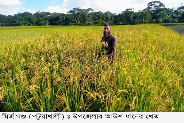 ​মির্জাগঞ্জে আউশ ধানের  বাম্পার ফলন হয়েছে