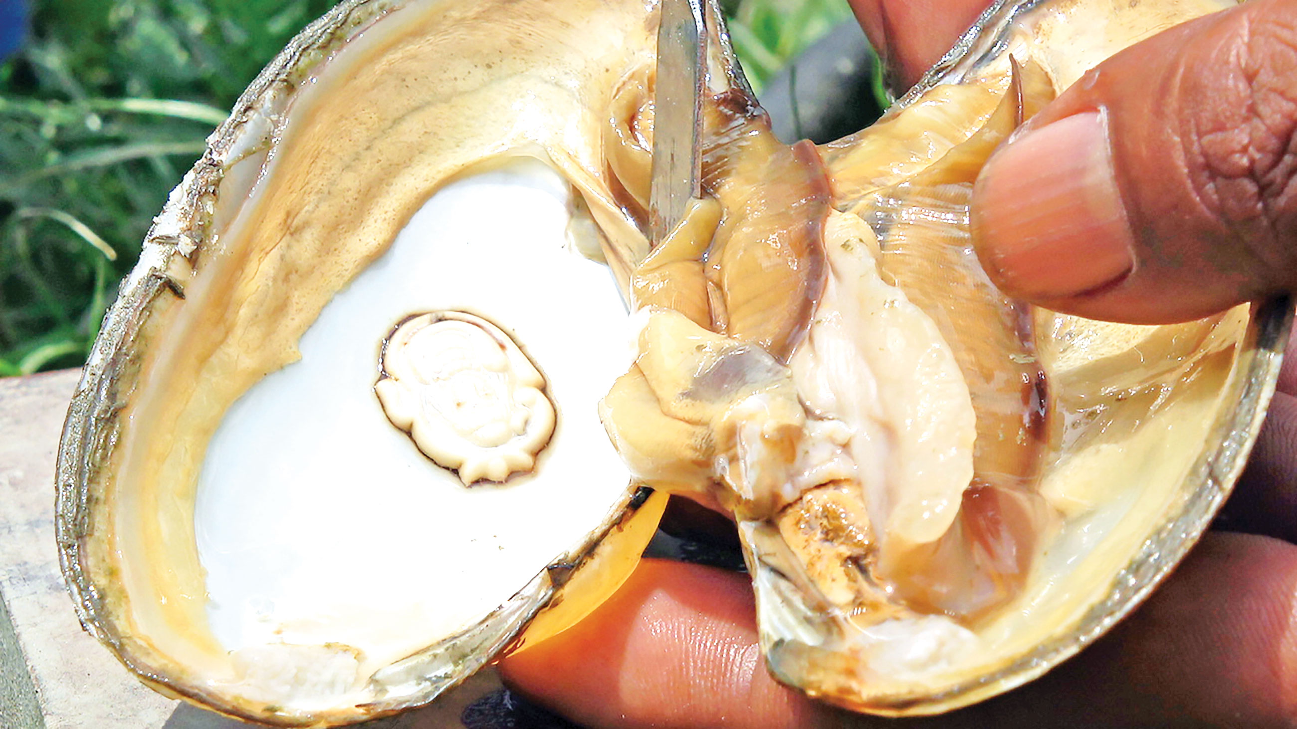 চাঁদপুরের মতলবে মুক্তা চাষ