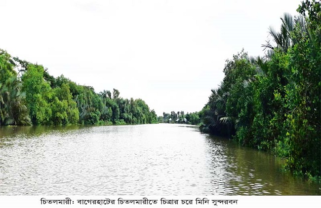 ​  চিত্রার চরে মিনি সুন্দরবন, অপার সম্ভাবনার হাতছানি