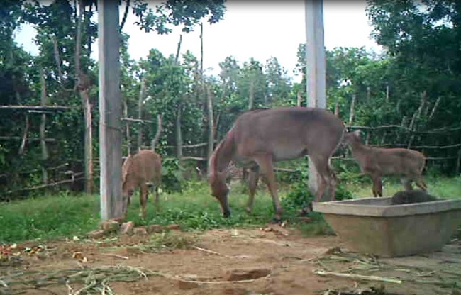 বিলুপ্তির নীলগাই’র ঘরে জেগেছে আশার আলো