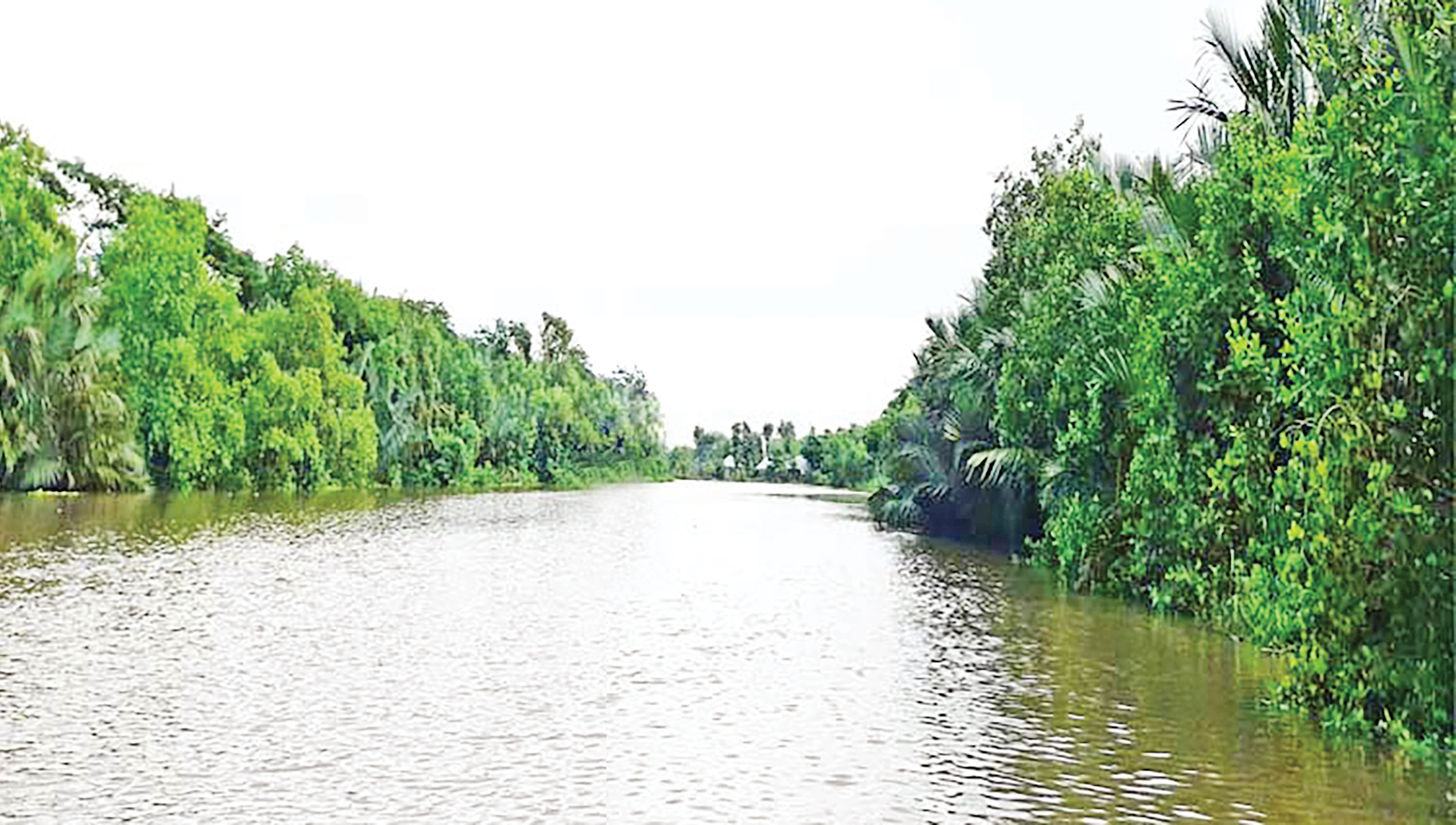 চিত্রার চরে মিনি সুন্দরবন