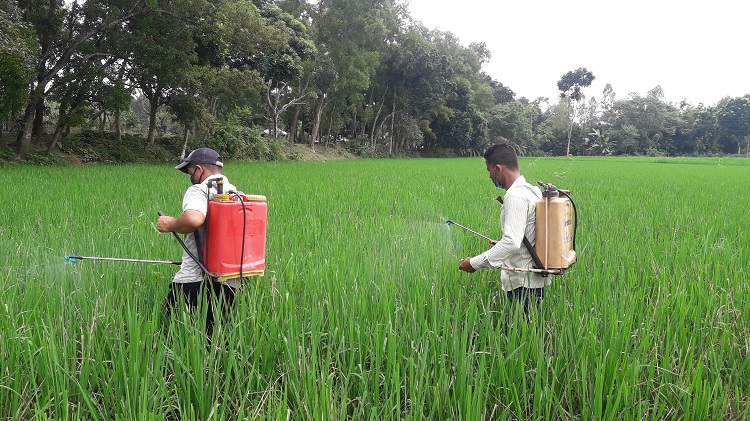 আমন ধানে পাতা মোড়ানো, মাজরা ও পচানি রোগে ক্ষতিগ্রস্ত খানসামার কৃষক