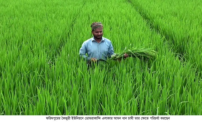 ফরিদপুরে আমনের আবাদ মৌসুমে সারের দাম বৃদ্ধি, উৎপাদন নিয়ে শঙ্কিত চাষী