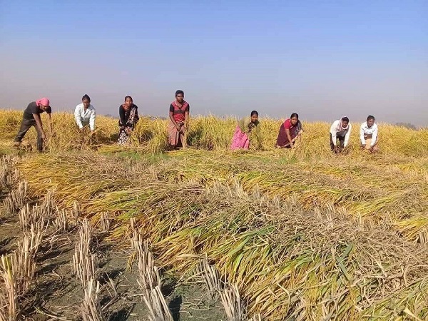 রাণীশংকৈলে আগাম জাতের ধান কাটায় কৃষকেরা ব্যস্ত