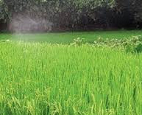 ​৪ হাজার ২৮০ হেক্টর জমিতে আমন চাষ  জামালগঞ্জে বাম্পার ফলনের প্রত্যাশা
