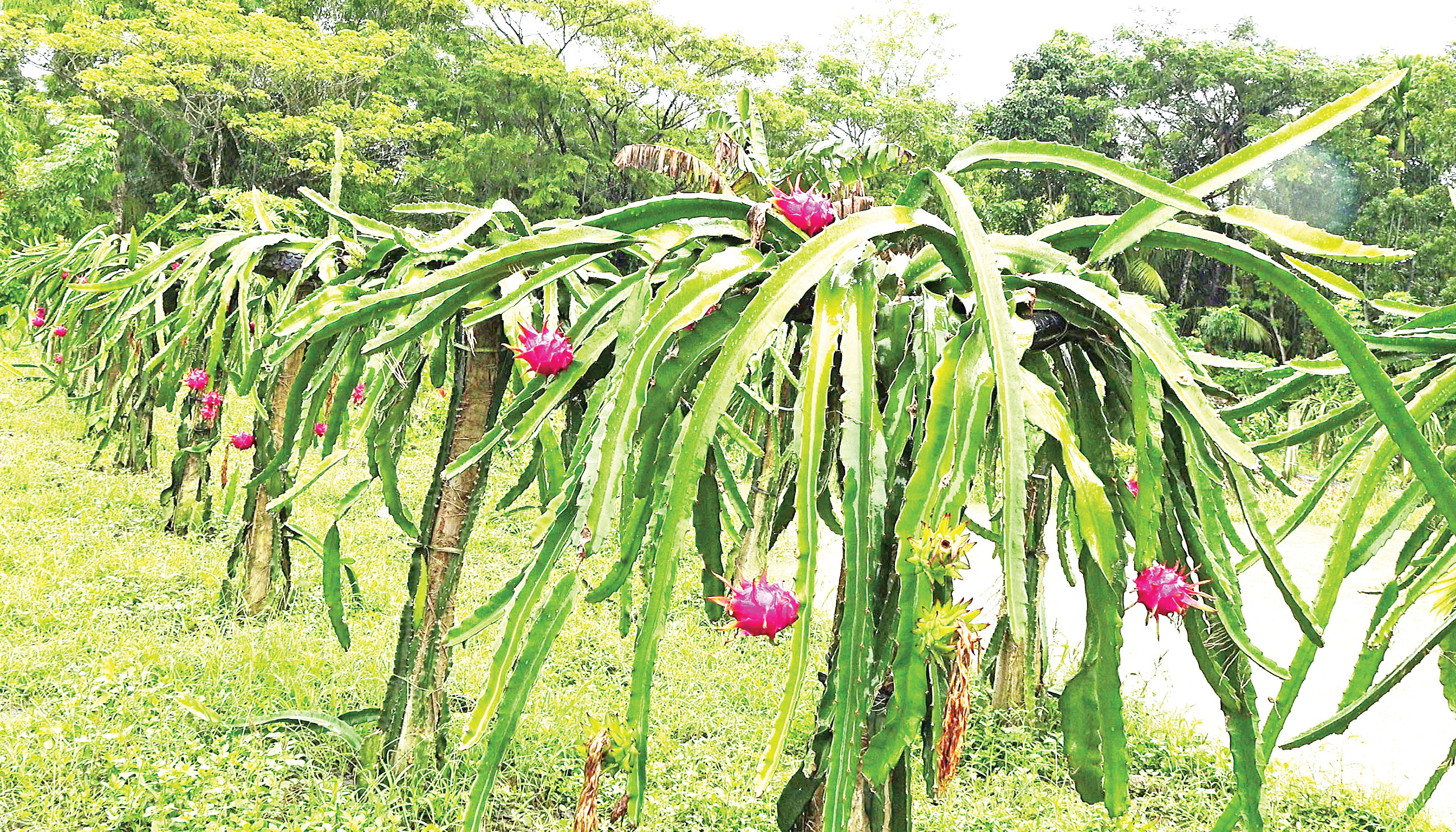 ড্রাগন চাষে কোটিপতি হওয়ার স্বপ্ন অনুযের