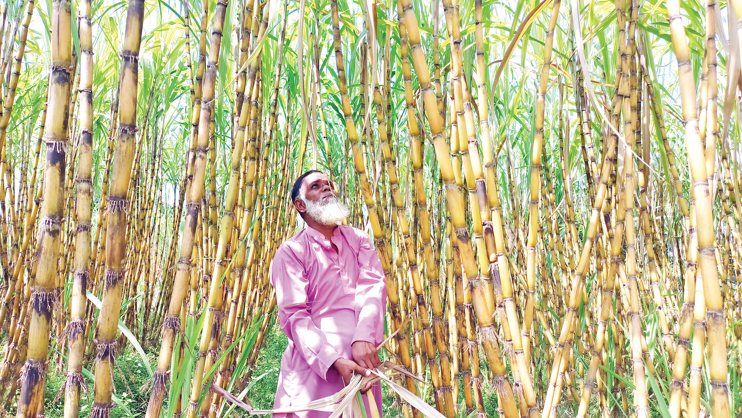 কালীগঞ্জে আখের বাম্পার ফলনে খুশিতে কৃষক