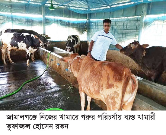 জামালগঞ্জে রতনের গরু এবং মাছের খামারে বছরে আয় ১০ লাখ টাকা