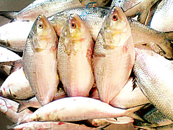 ইলিশ শিকারে প্রস্তুত চাঁদপুরের জেলেরা