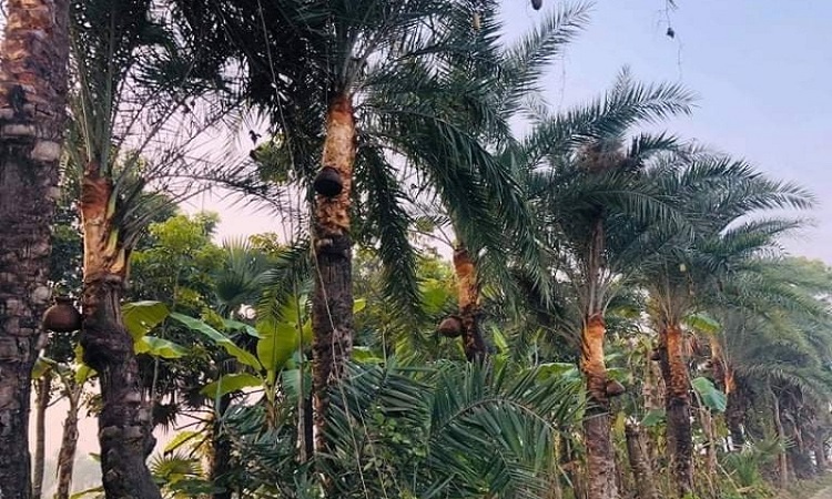 ​  খেজুর গাছের বিলুপ্তিতে হারিয়ে যাচ্ছে রস