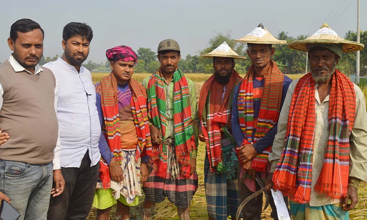 কুষ্টিয়ায় ধান কাটার সময় কৃষকদের মাঝে গানের প্রতিযোগিতা