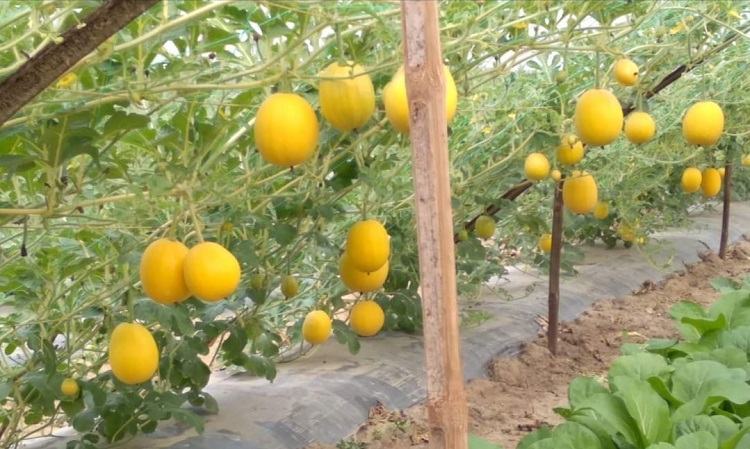 ​  ছাতকে মাচায় ঝুলছে নানা রঙ্গের তরমুজ