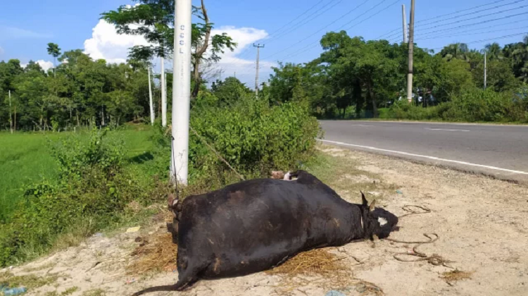 ​ফুলবাড়ীতে অদৃশ্য রোগে দুই গ্রামে ২০ গরুর মৃত্যু