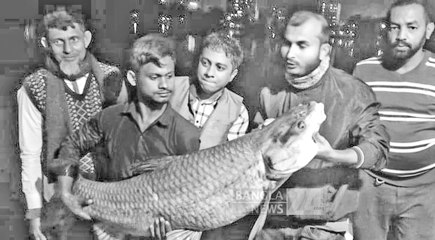 বড়শিতে ধরা পড়ল ৪৩ কেজির বস্ন্যাক কার্প