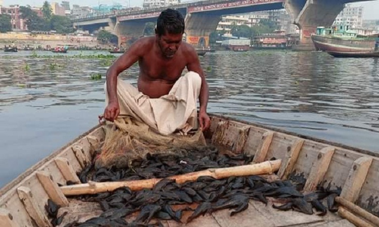 বুড়িগঙ্গা নদী সাকার ফিশের দখলে, হুমকিতে দেশীয় মাছ