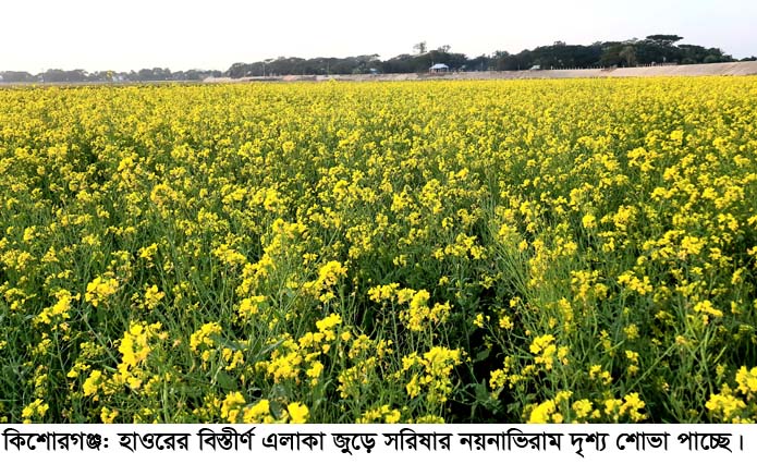 ​কিশোরগঞ্জে বিস্তীর্ণ মাঠজুড়ে এখন সরষে ফুলের সমারোহ
