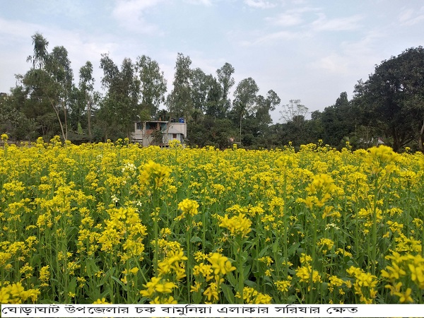 ঘোড়াঘাটে সরিষার বাম্পার ফলনের সম্ভাবনা কৃষকের মুখে আনন্দের হাসি