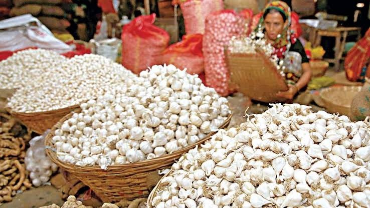 রাণীশংকৈলে রসুন চাষে আগ্রহ হারাচ্ছেন কৃষকেরা