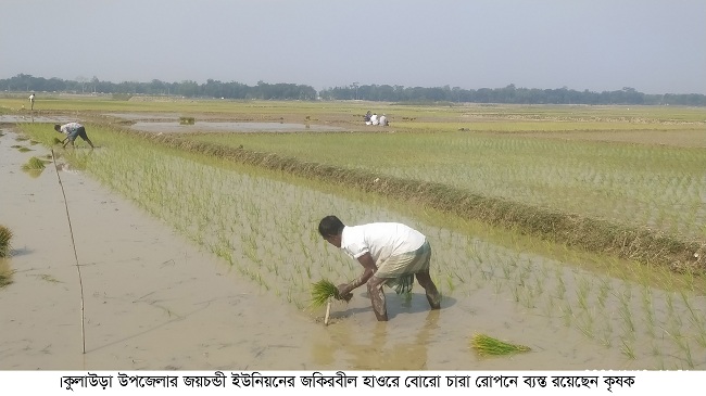 হাকালুকি হাওর তীরে কৃষকের ব্যস্ততা