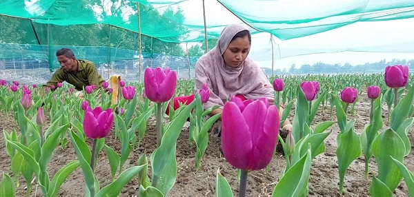 ​​​​​​​তেঁতুলিয়ায় প্রথম ভিনদেশী টিউলিপ ফুল চাষ, পর্যটকদের ভীড়