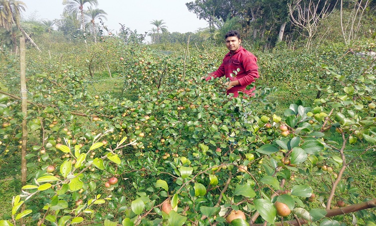 ​​​​​​​মহেশপুরে কুল চাষ করে স্বাবলম্বী ৮শ পরিবার