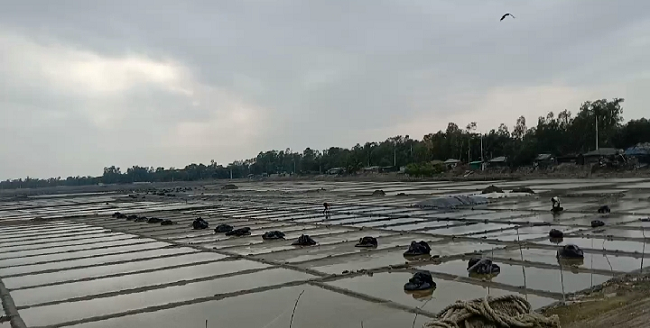কুতুবদিয়ায় গুঁড়িগুঁড়ি বৃষ্টি ক্ষতির মুখে লবণ চাষী