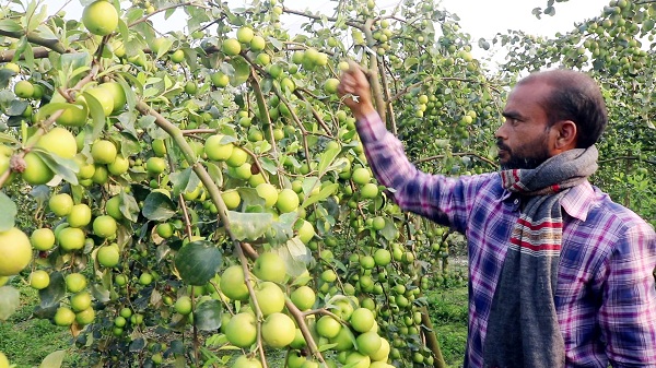 ​​​​​​​বিভিন্ন উন্নত জাতের বড়ই বাগান গড়ে তুলে সফলতা